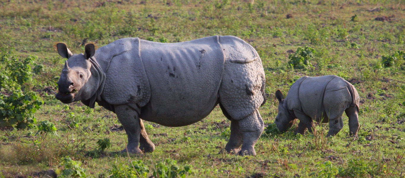 India and Nepal tour slide showing rhinos feeding