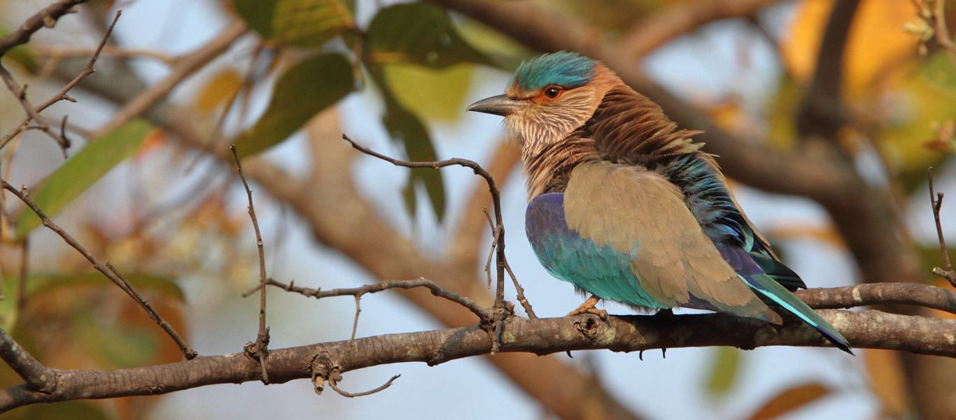 India and Nepal tour slide of a multi-colored Indian Roller bird