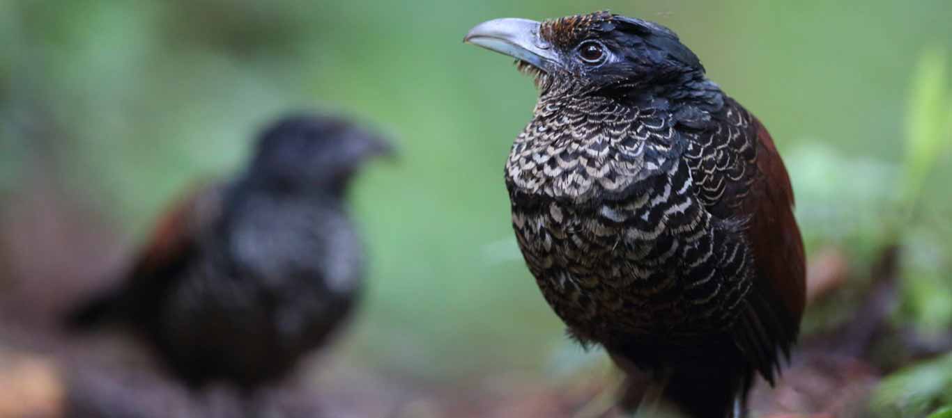 Ecuador adventure tours slide shows a Banded Ground Cuckoo