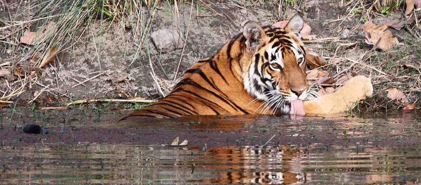 India and Nepal wildlife safari slide shows a bengal tiger drinking water
