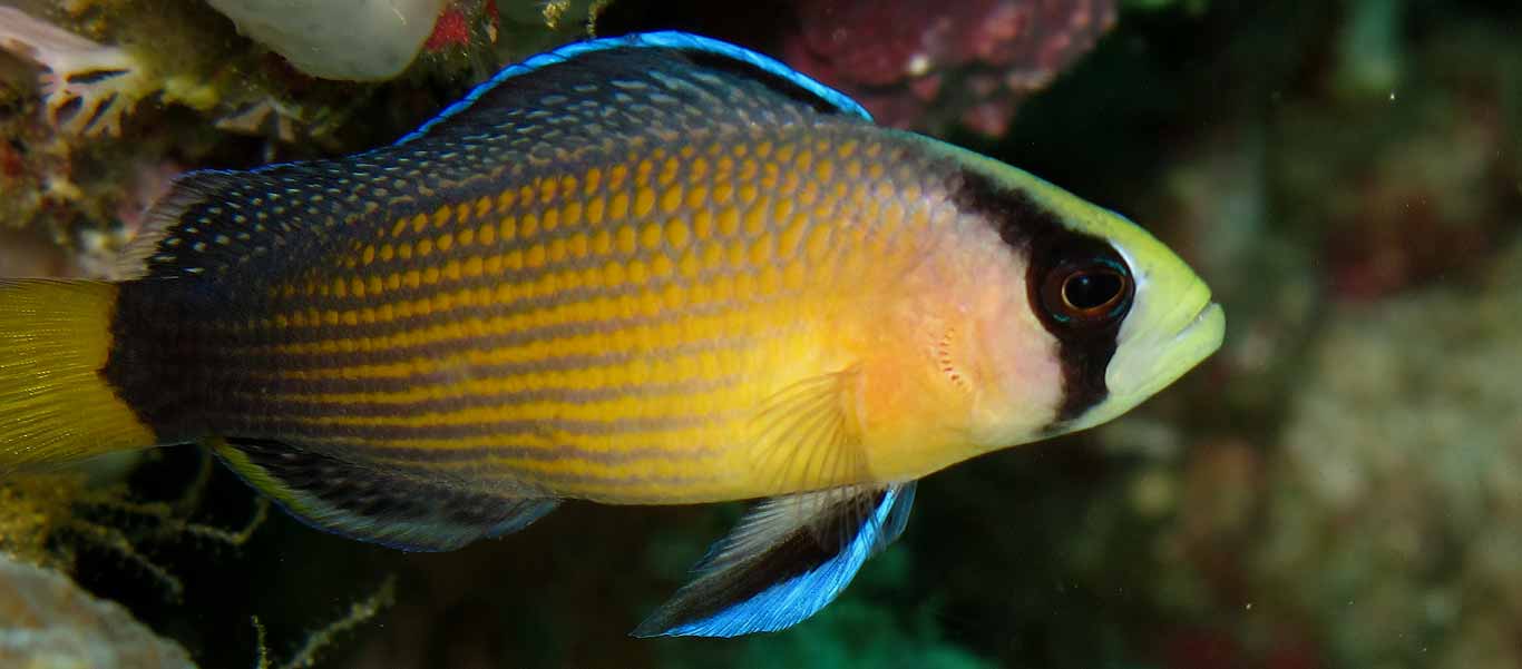 slide of Kri island Indonesia splendid dottyback