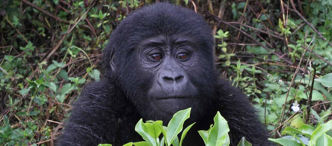 Uganda safari tour slide shows mountain gorilla