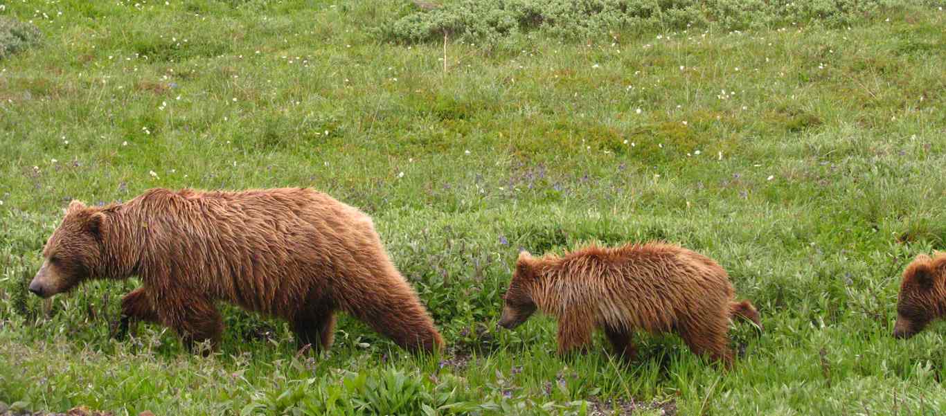 Denali tour photo showing Grizzly bear and cubs in Denali National Park, Alaska