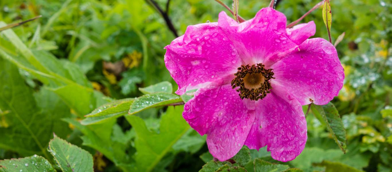 Alaska wildlife tours image of a Prickly Rose in Denali National Park