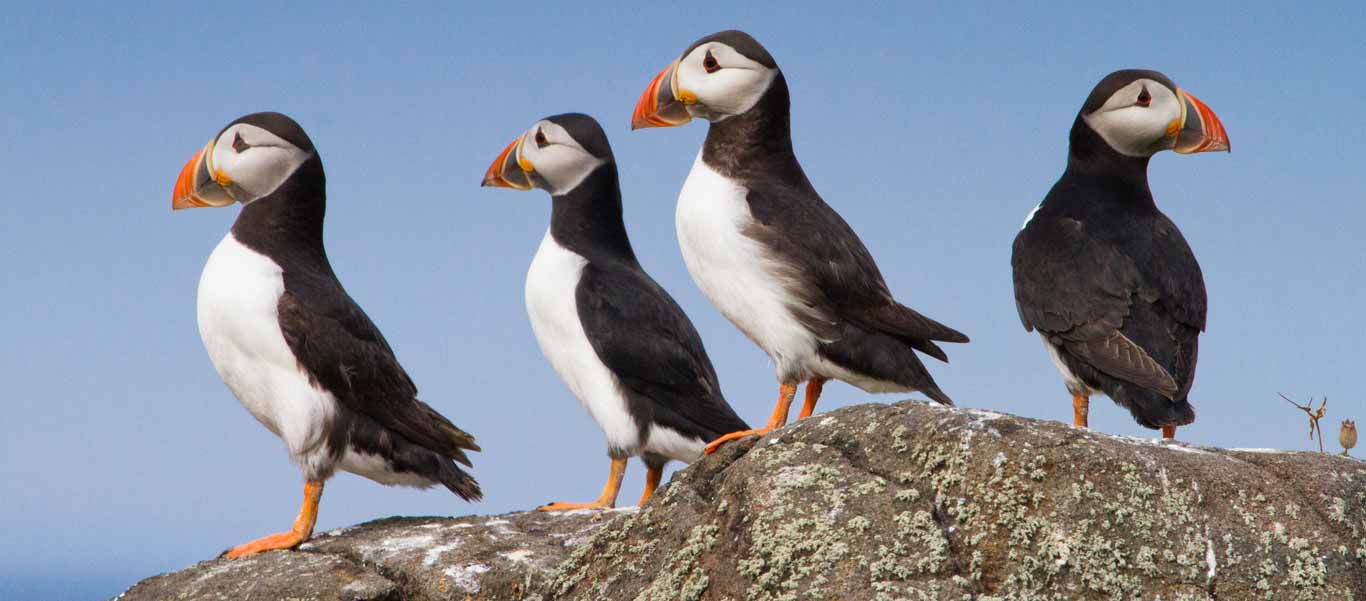 Outer Hebrides cruise image shows four Puffins in Flannan Isles