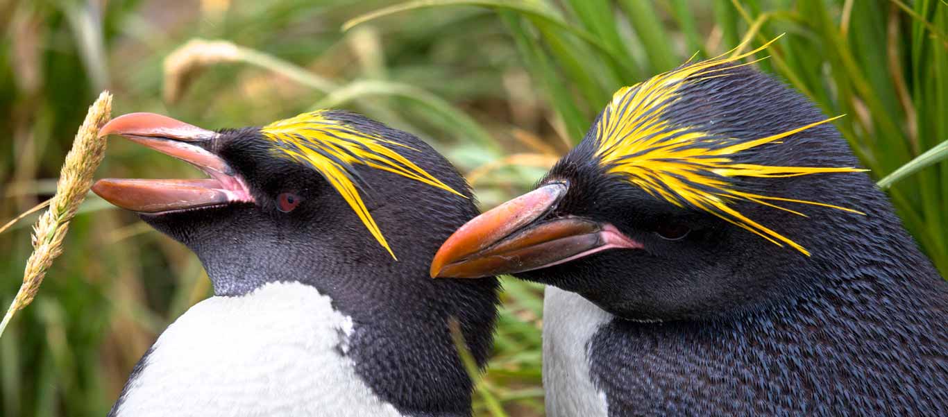 South Georgia Island tour photo showing Macaroni Penguins