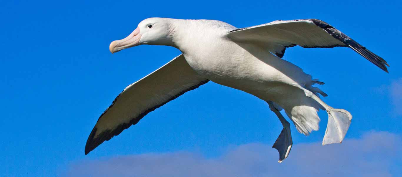 South Georgia Island cruise photo shows Wandering Albatross