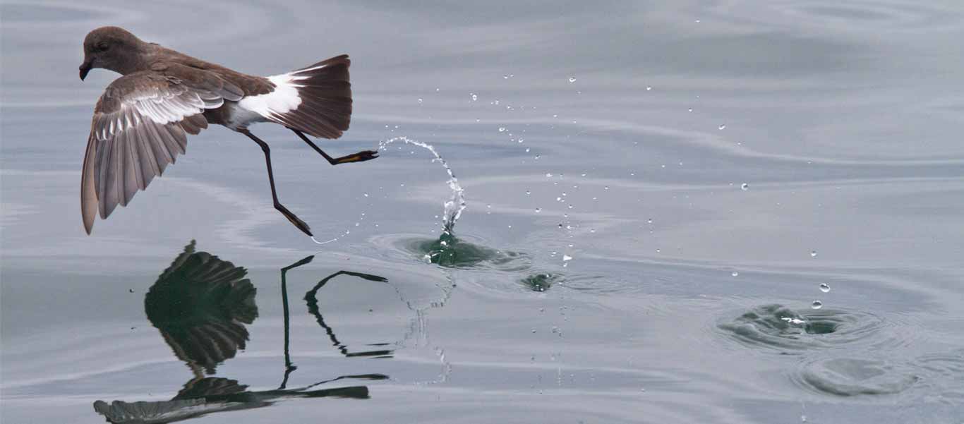 Patagonia tours image shows Pincoya Storm Petrel in Chile