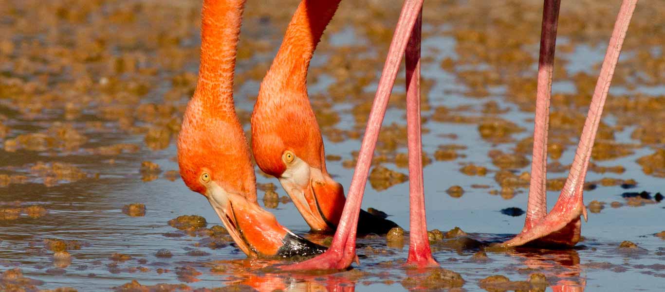 Galapagos tours slide of Greater Flamingos