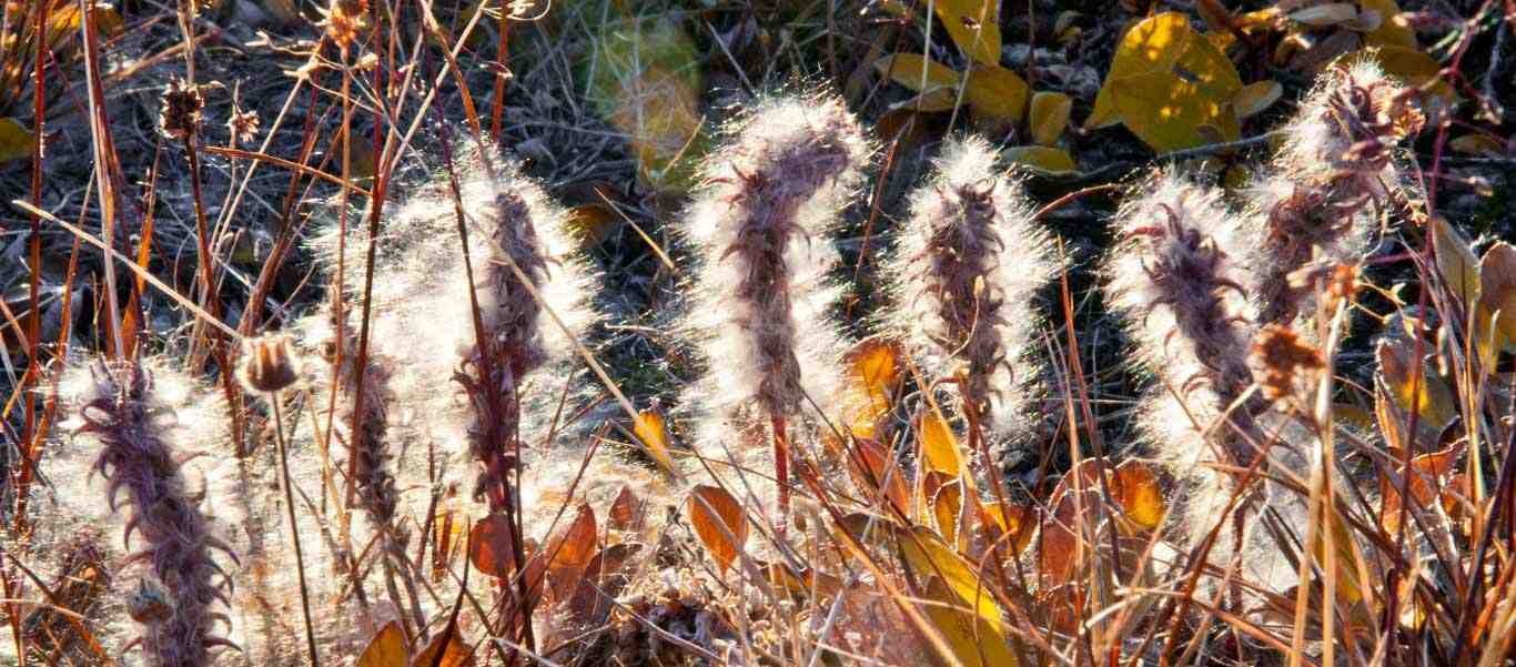 Greenland tour slide of Arctic Willow Ellesmere Island