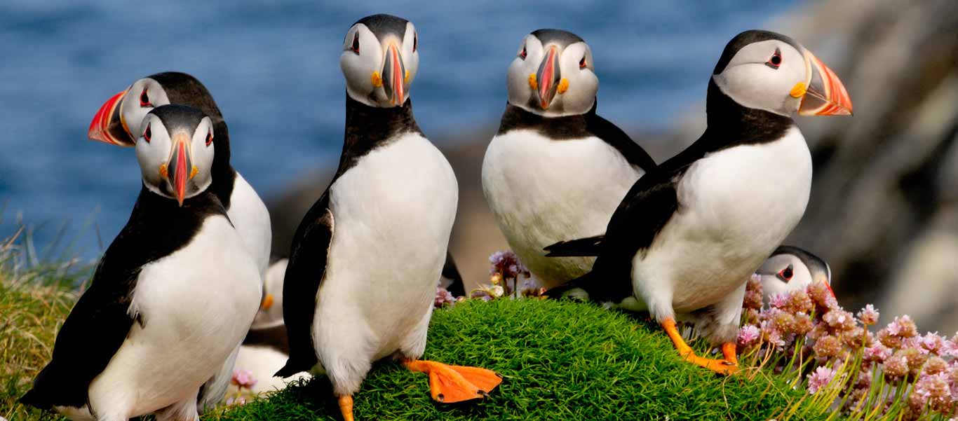 North Atlantic birding photo of Puffins