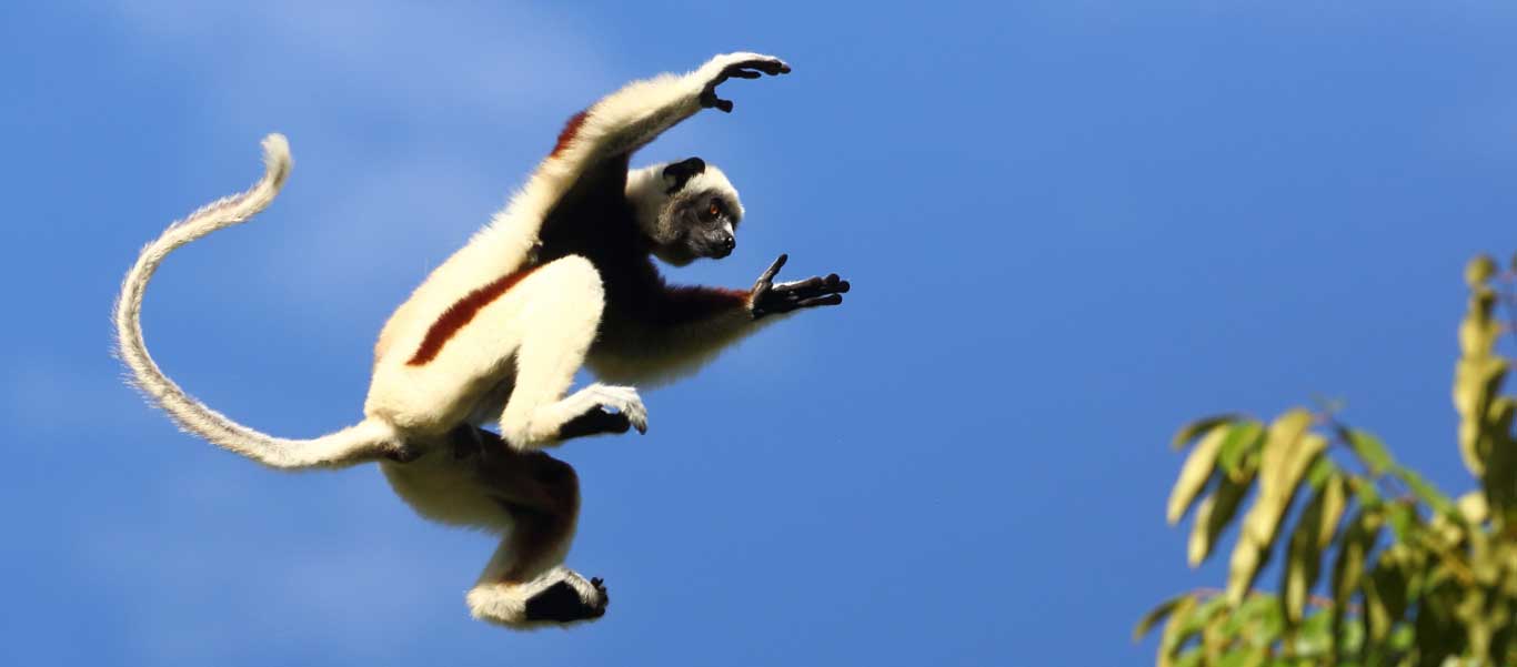 Madagascar tours image of a Coquerel's Sifaka in mid air.