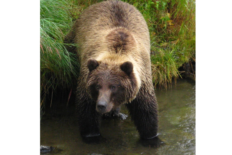 Great Bear Rainforest tour slide showing grizzly bear