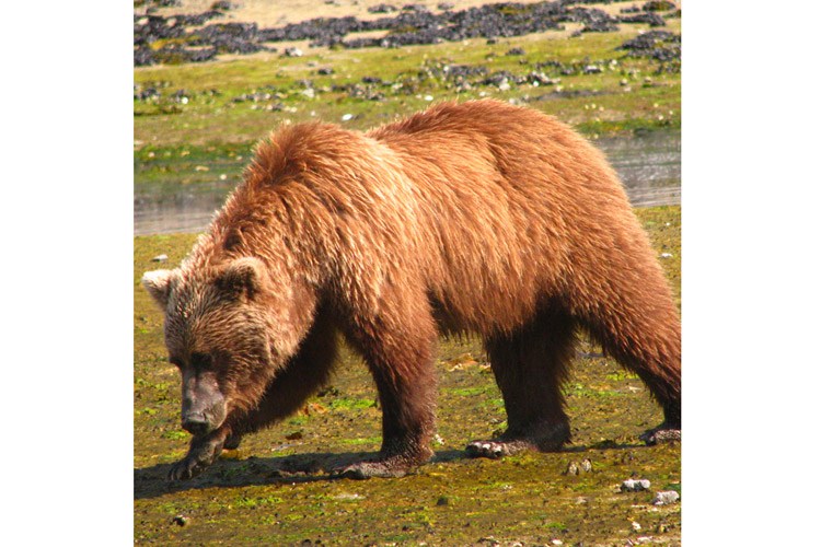 Great Bear Rainforest tour photo of a grizzly bear