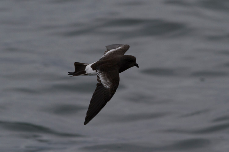 Image of Pincoya Storm Petrel in flight