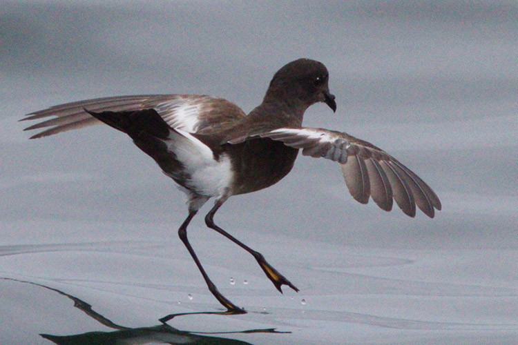 Photo of Pincoya Storm Petrel