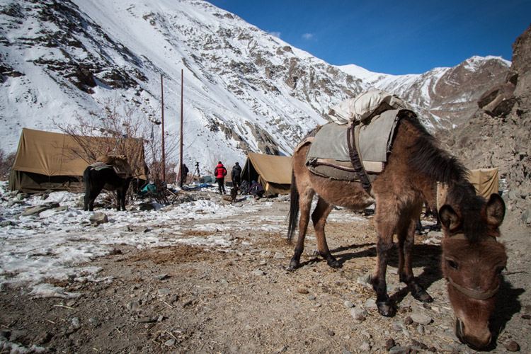 India Snow Leopard Tour photo showing campsite in Hemis National Park