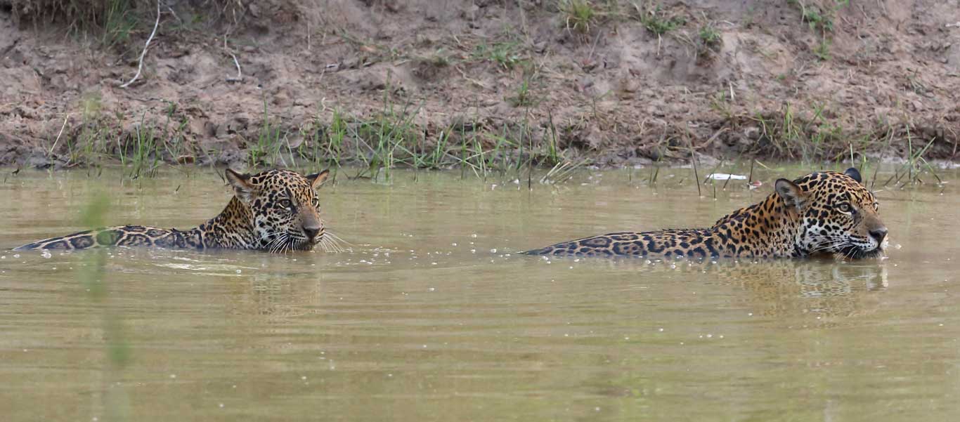 Brazil wildlife tours image of jaguars in river