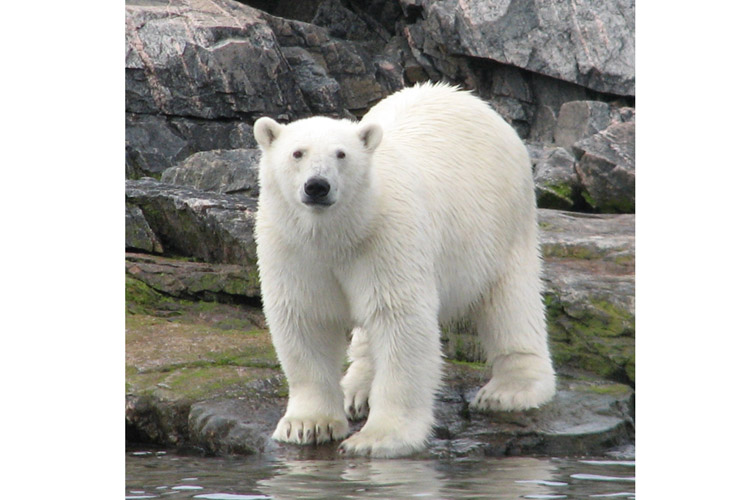 Greenland tour photo shows Baffin Island polar bear on rocks