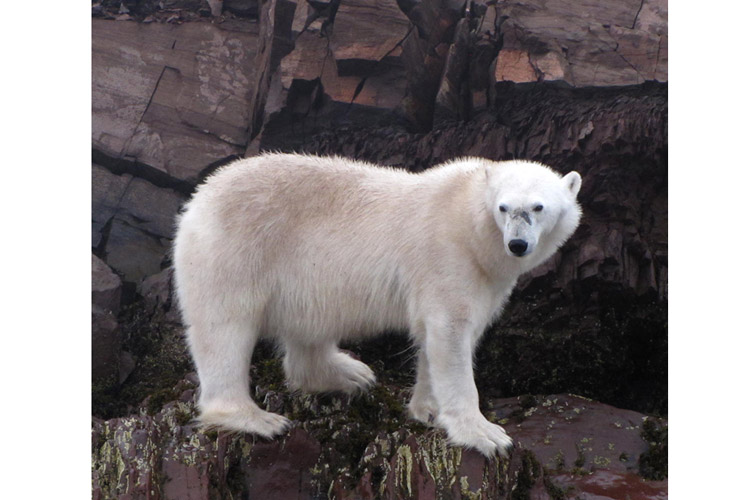 Greenland tour photo shows Baffin Island polar bear on rock