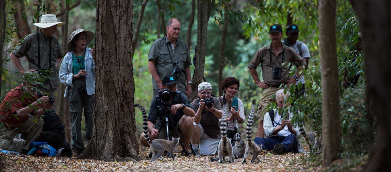 Madagascar travel photo of Apex Expeditions travelers with Ring-tailed Lemurs