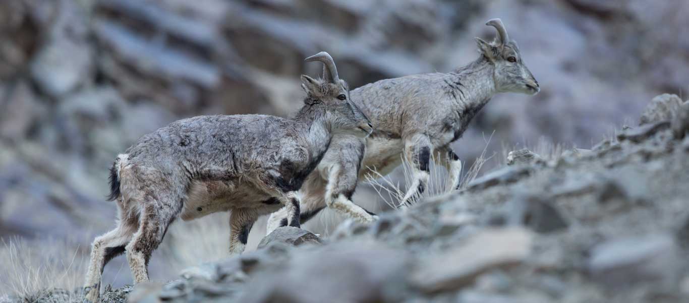 Snow Leopard Adventures image of Blue Sheep in Himalayas