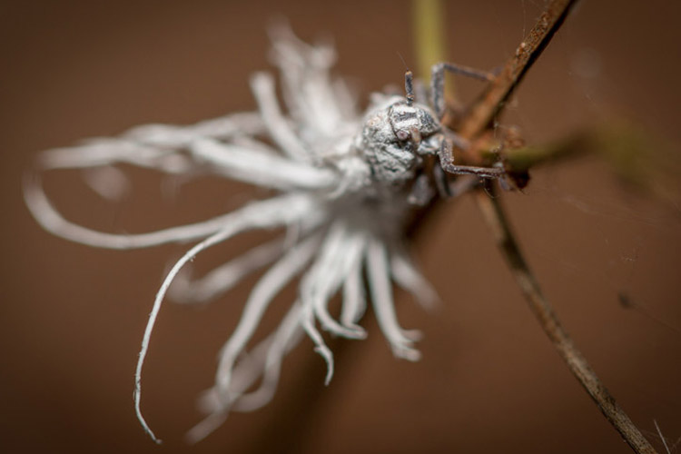 Madagascar tours slide shows a Phromnia rosea