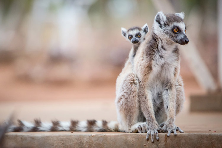 Madagascar tours slide shows a Ring-tailed Lemur