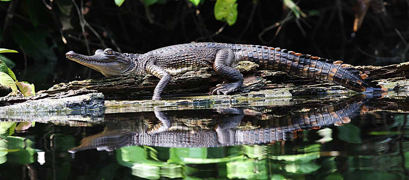 Congo and Rwanda safaris image of a Slender-snouted Crocodile