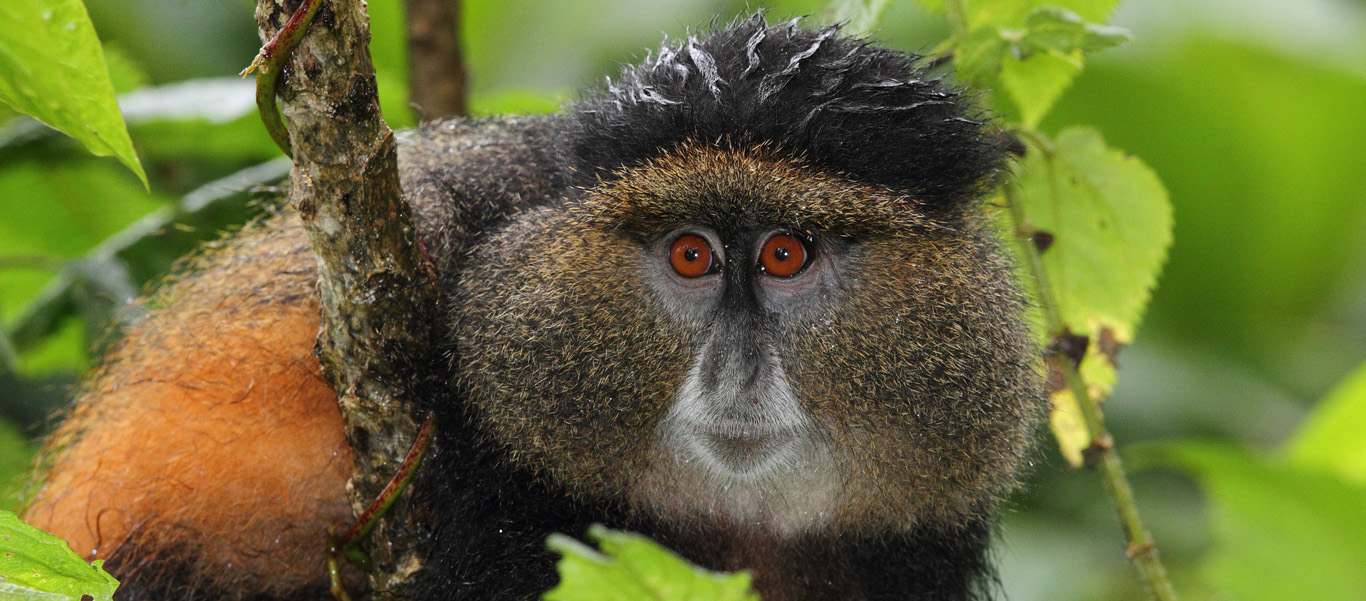 Congo and Rwanda safari image showing a Golden Monkey