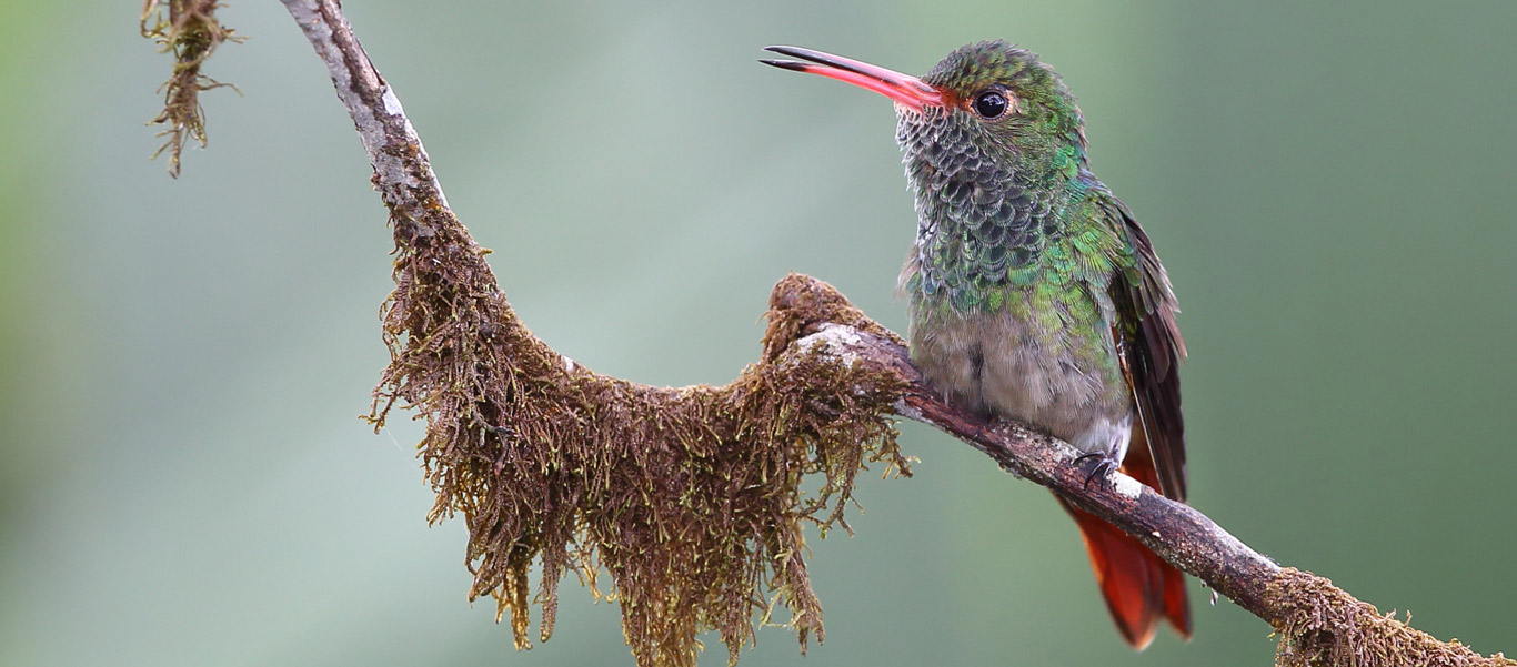 Ecuador tours image of Rufous-tailed Hummingbird on a tree branch