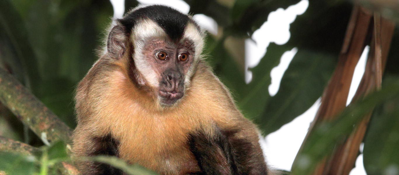 Ecuador adventure tours slide shows a Brown Capuchin near Sacha Lodge in the Amazon