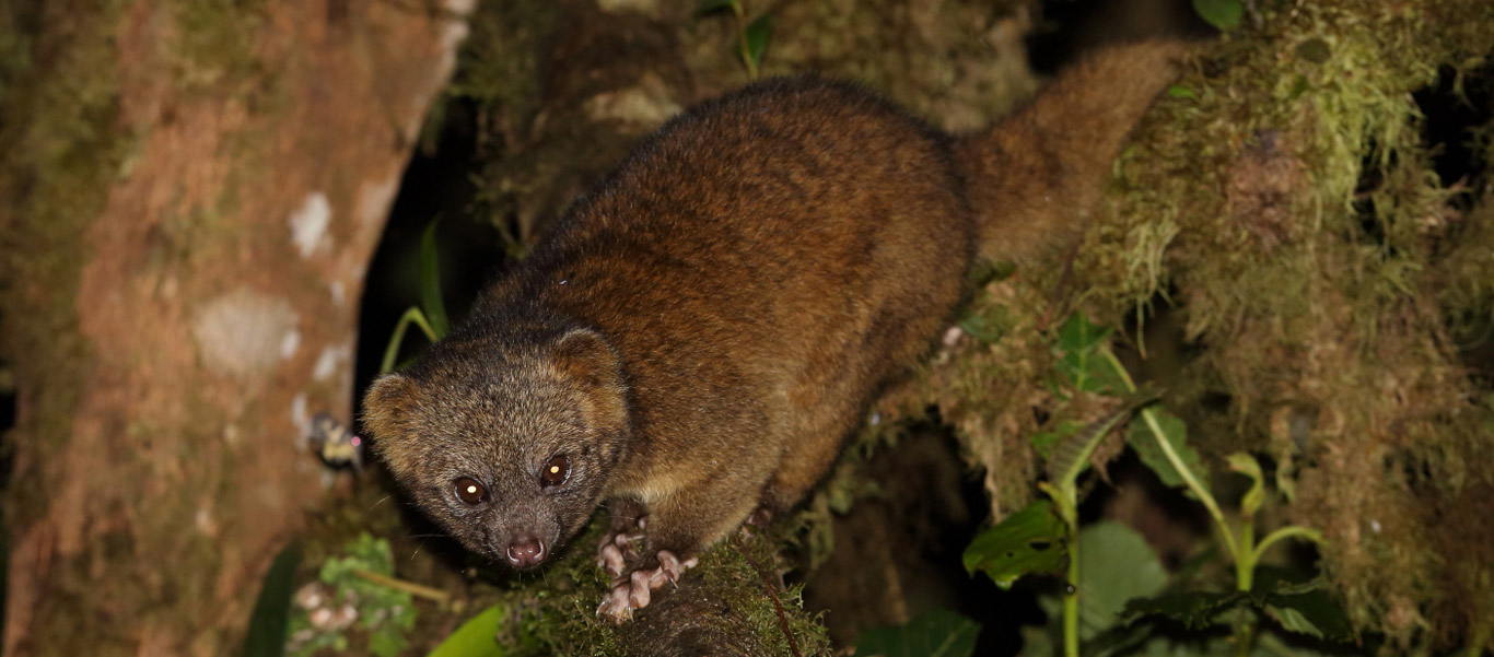Ecuador tours slide showing an Olinguito in Tandayapa Valley