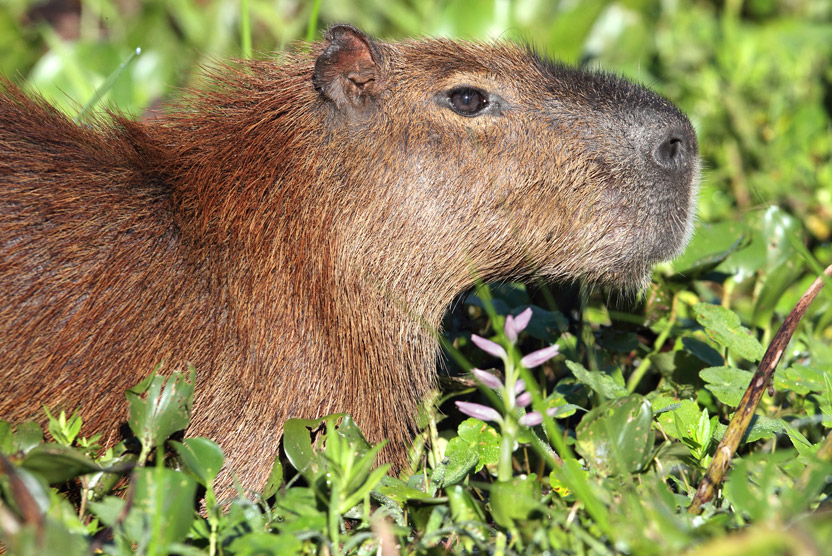 Brazil wildlife tour photo shows Capybara in Pantanal