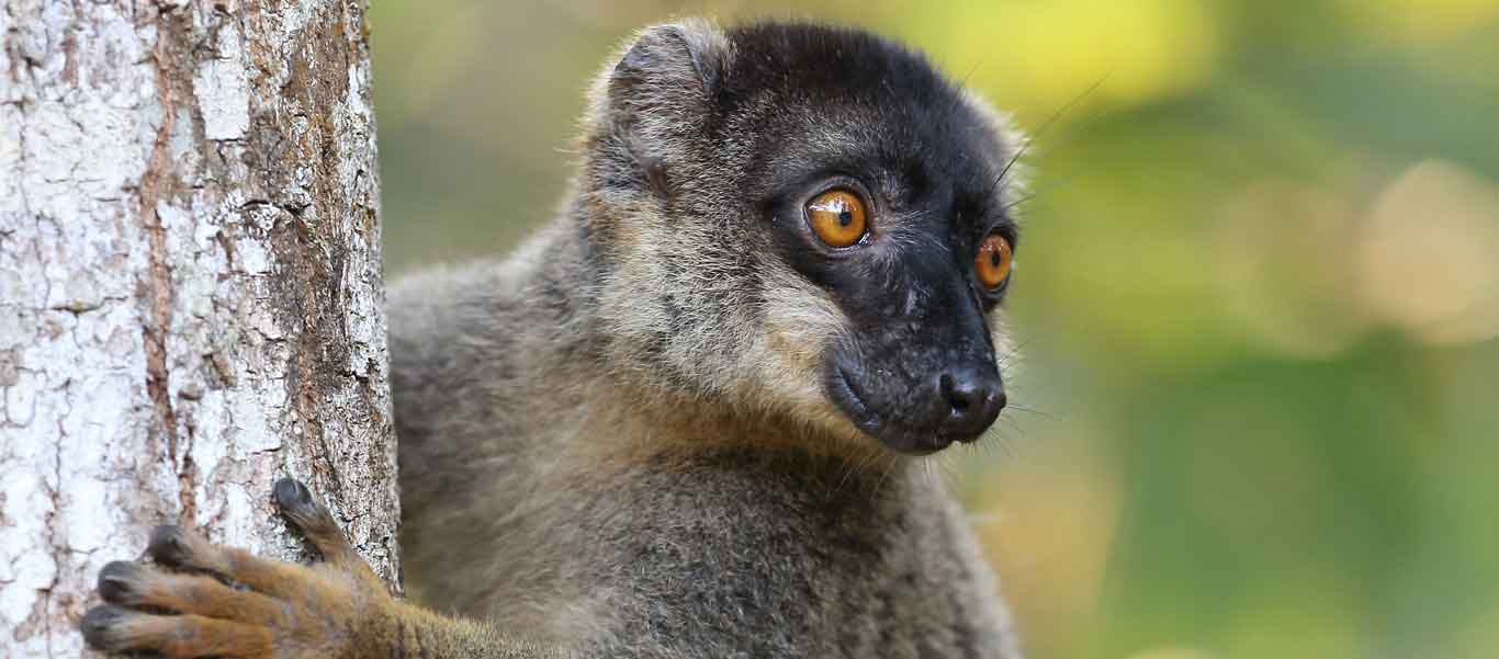 Madagascar travel slide featuring a Common Brown Lemur on a tree trunk