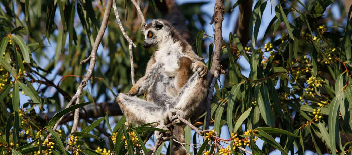 Madagascar travel photo showing Ring-tailed Lemur in Berenty Reserve