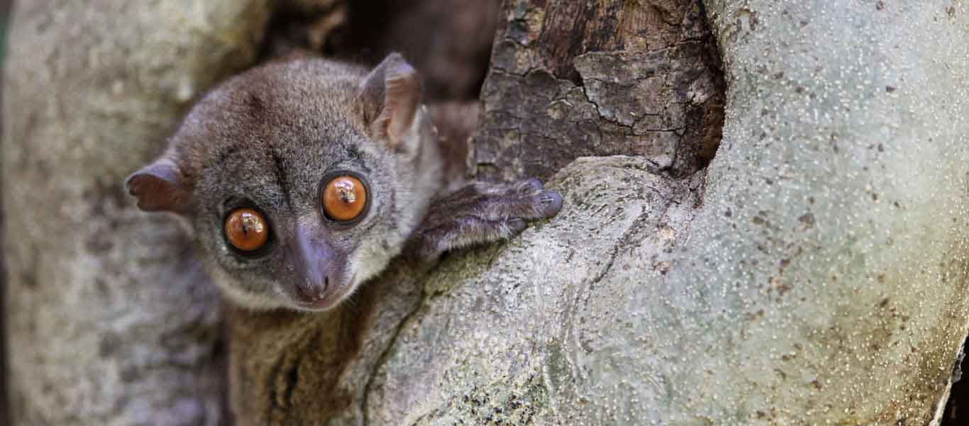 Madagascar tour slide showing Ankarana Northern Sportive Lemur