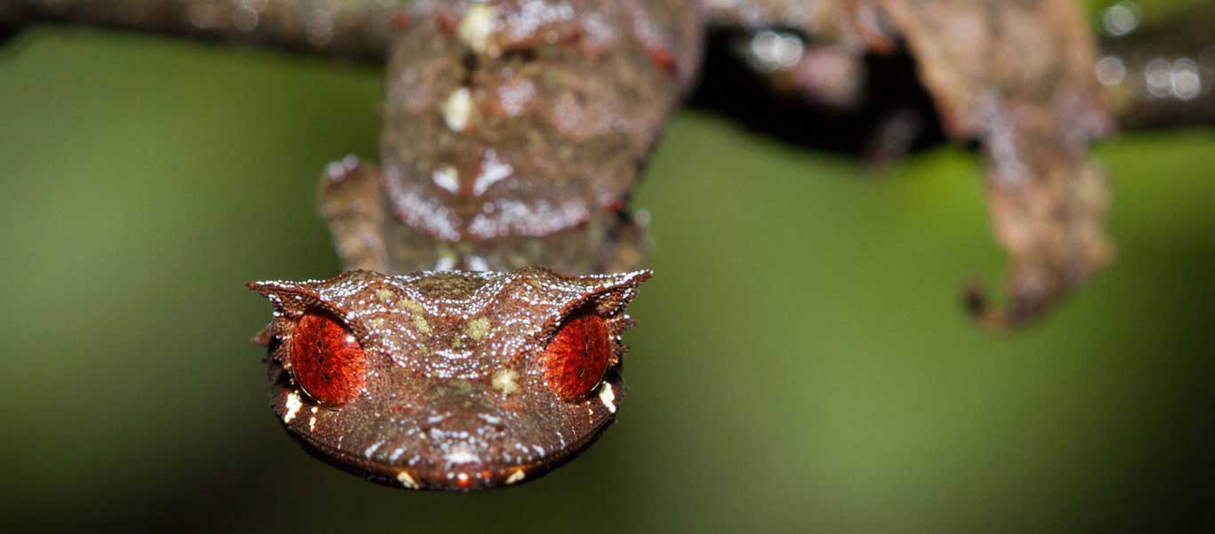 Madagascar tours photo features leaf-tailed gecko