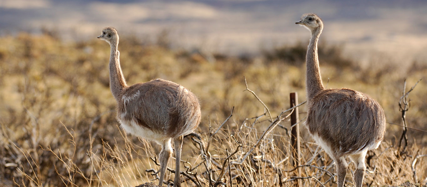 Patagonia adventure tour image of Darwin's Rheas