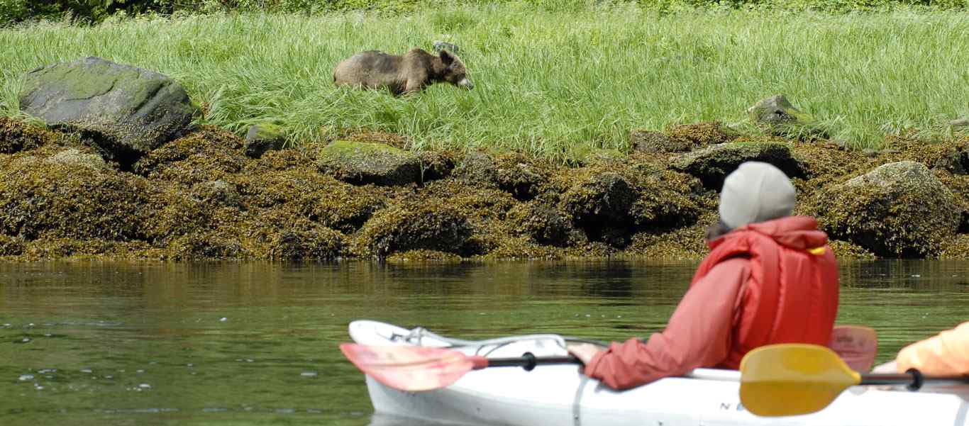 Spirit Bears Canada tour photo of a bear and kayaker