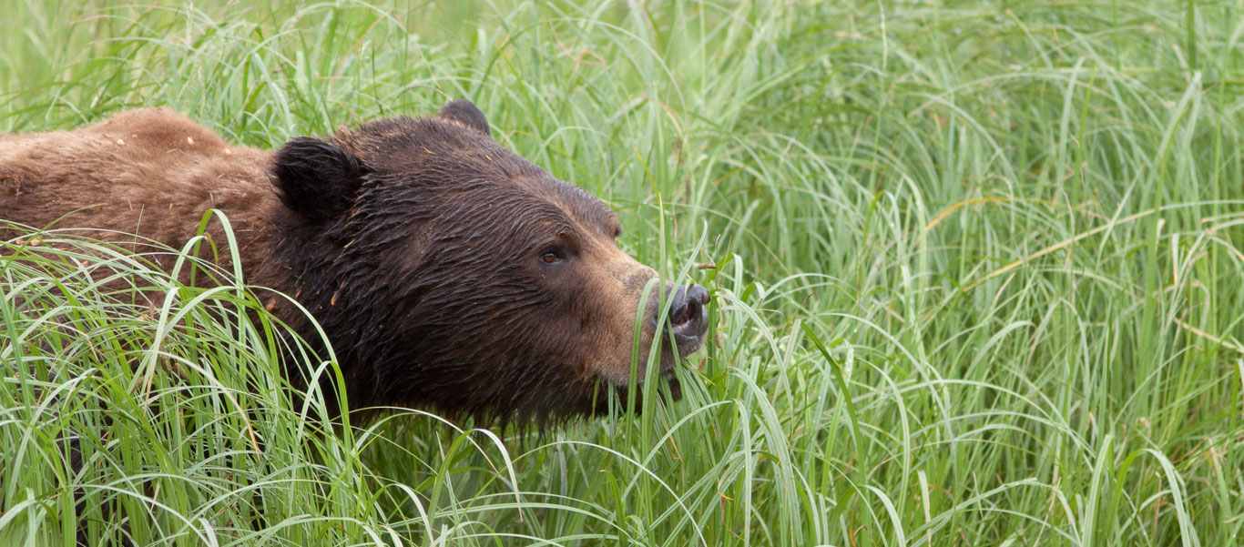 Canada wildlife tour slide of grizzly bear habitat