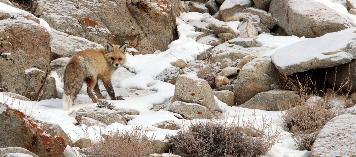 Snow Leopard expedition slide of a Red Fox