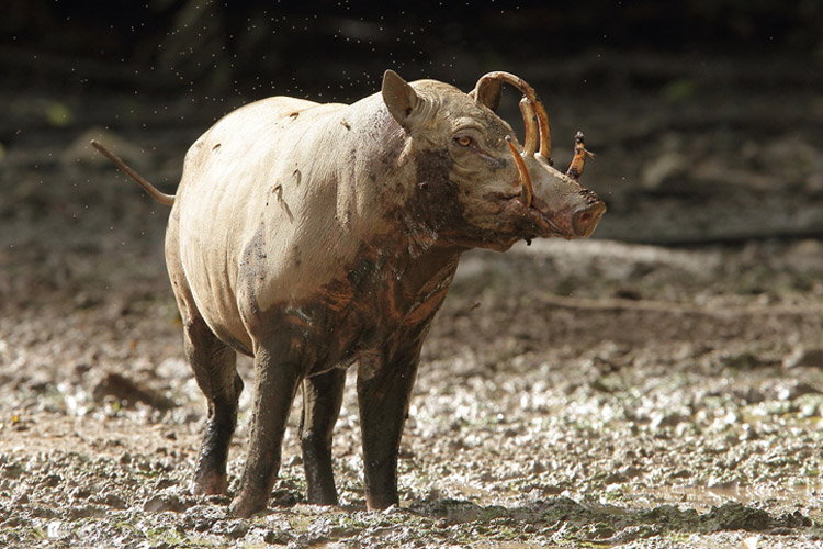 Image shows a Babirusa with its 4-tusked snout