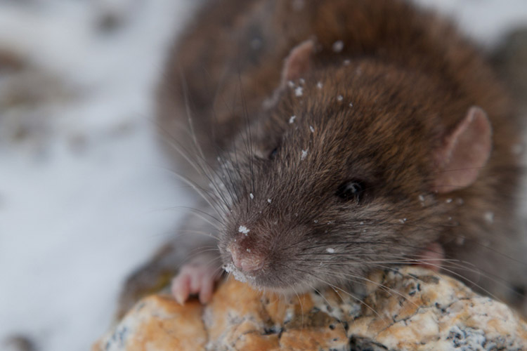 Photo of Norwegian Rat on South Georgia Island