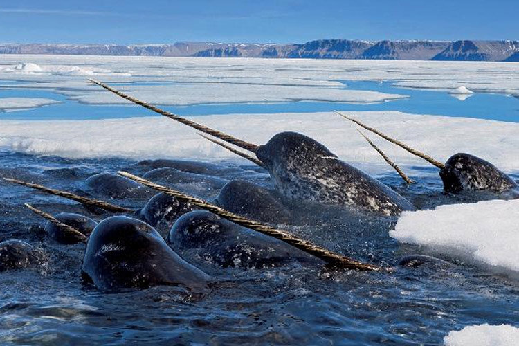 Image of narwhals in ice