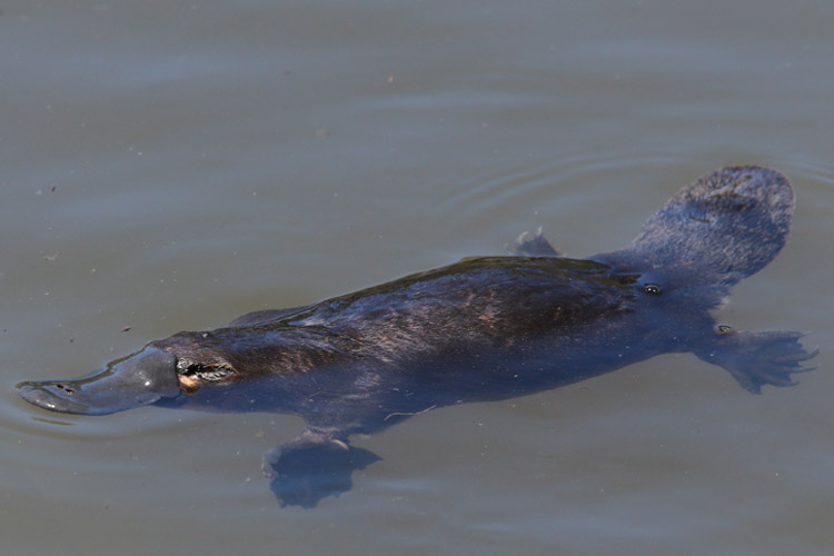 Photo shows a platypus