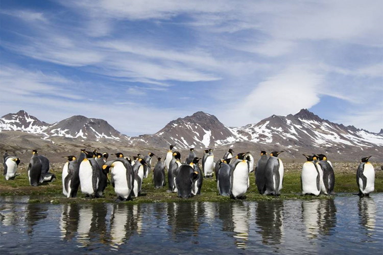 Photo featuring Fortuna Bay and King Penguins on South Georgia Island