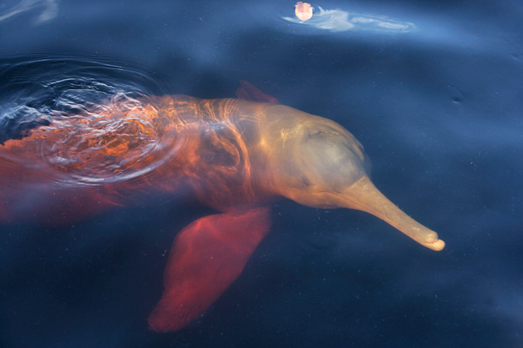 Brazil tour slide showing pink Amazon River Dolphin