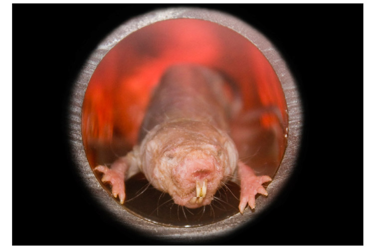 Image showing a naked mole rat