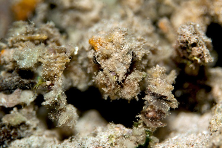 Photo of Transformer Crab